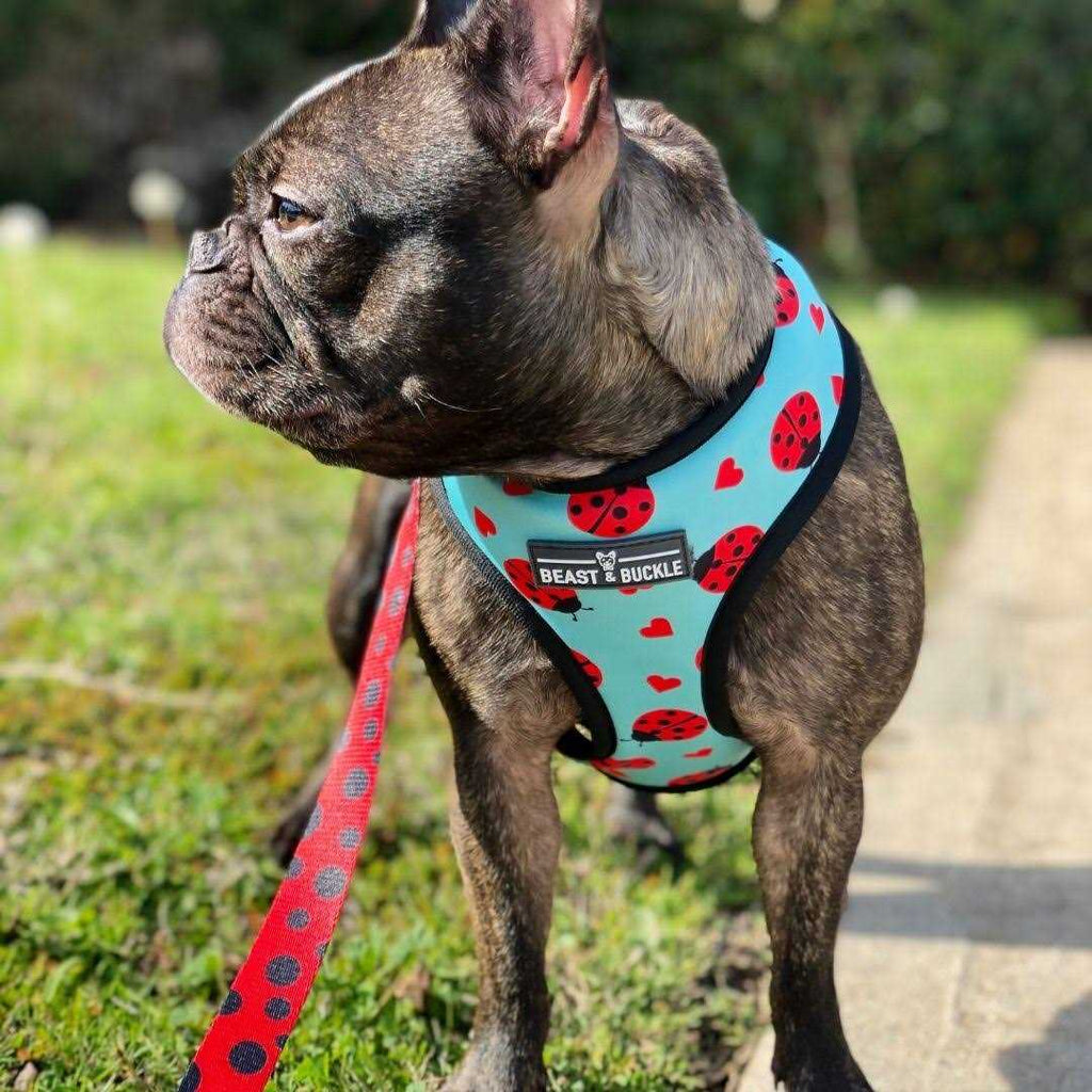 Reversible Dog Harness A4879