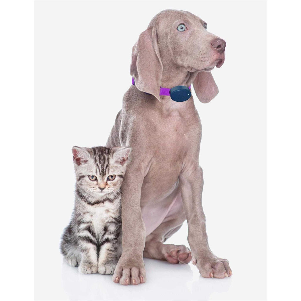 Dog Collar Replacement Strap G342