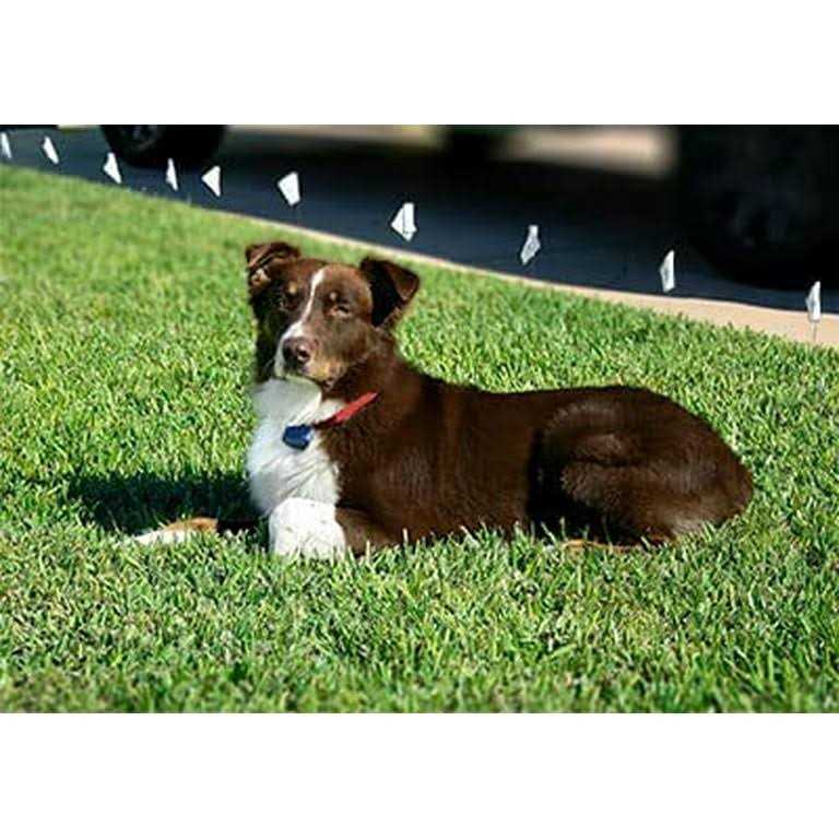 Dog Collar Replacement Strap G342