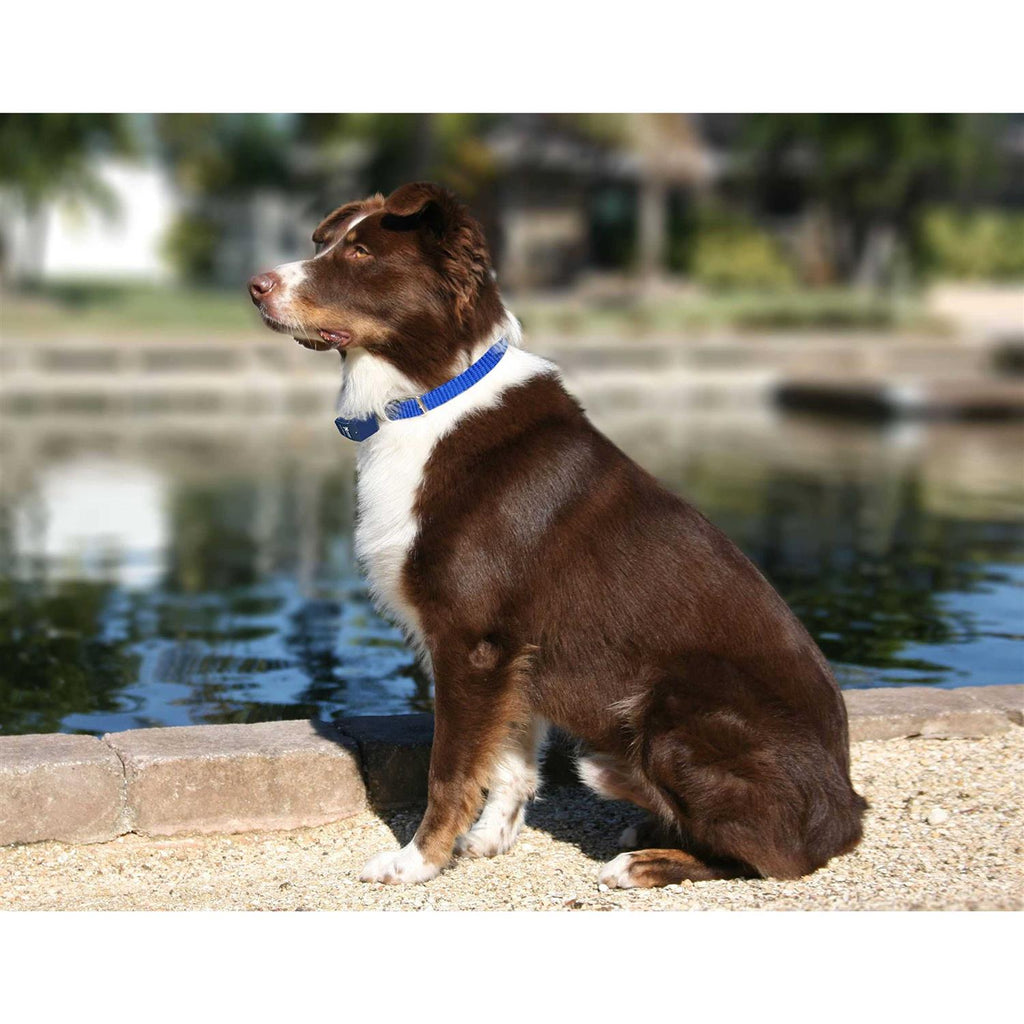 Dog Collar Replacement Strap G342